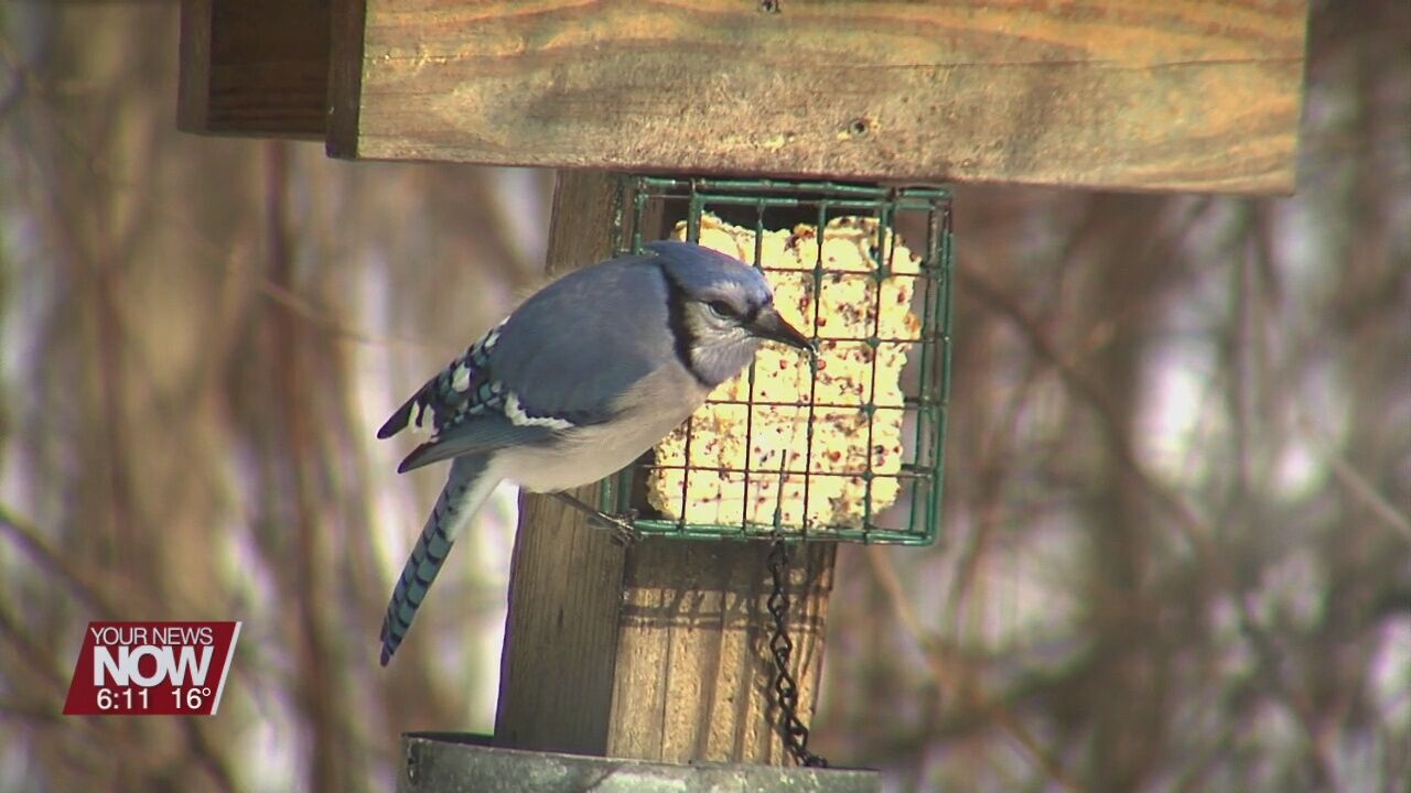 Snow covered ground limits food for birds - bird feeders give them a little help